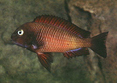 Tropheus sp. 'red' Chilanga